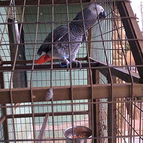 ebamaz Edelstahl Papageien Fußkette für kleine mittelgroße und große Vögel für Haustier-Training(Nr. 12 (11,5 mm))