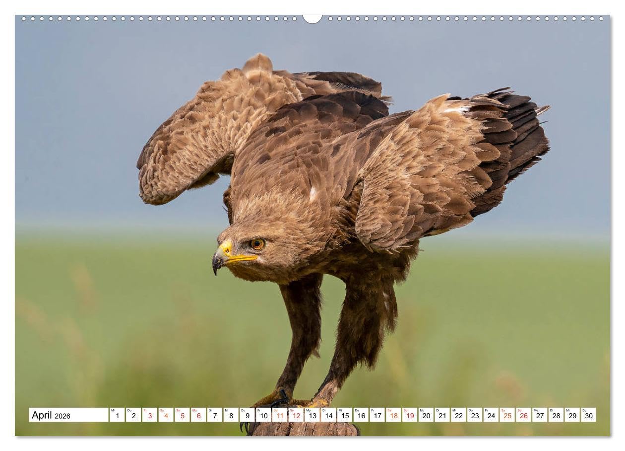 Heimische GREIFVÖGEL Adler Milan Bussard Weihe Sperber (Wandkalender 2026 DIN A2 quer), CALVENDO Monatskalender: Ausgesuchte Aufnahmen aus der Familie der Habichtartigen (CALVENDO Tiere)
