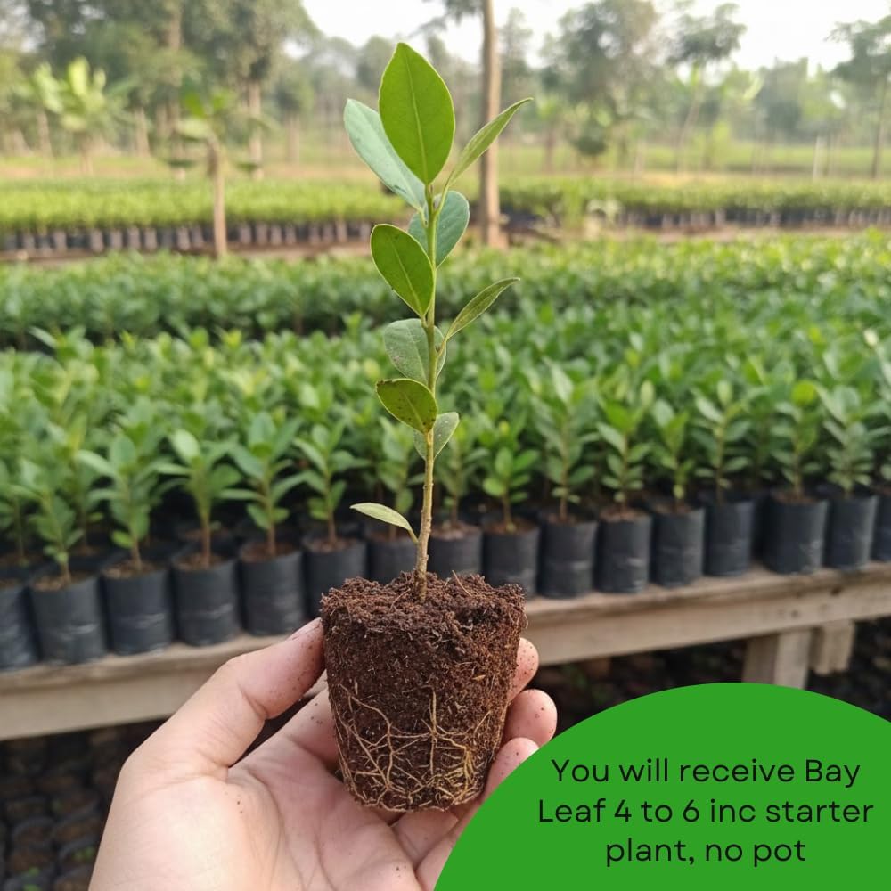 Bay Leaf Plant, Bay Leaf Tree Live Plant, Laurus Nobilis Live Plants, 3-5 Inches Tall, Well - Rooted, Sweet Bay Laurel Plants for Indoor Outdoor Planting (Set 2)