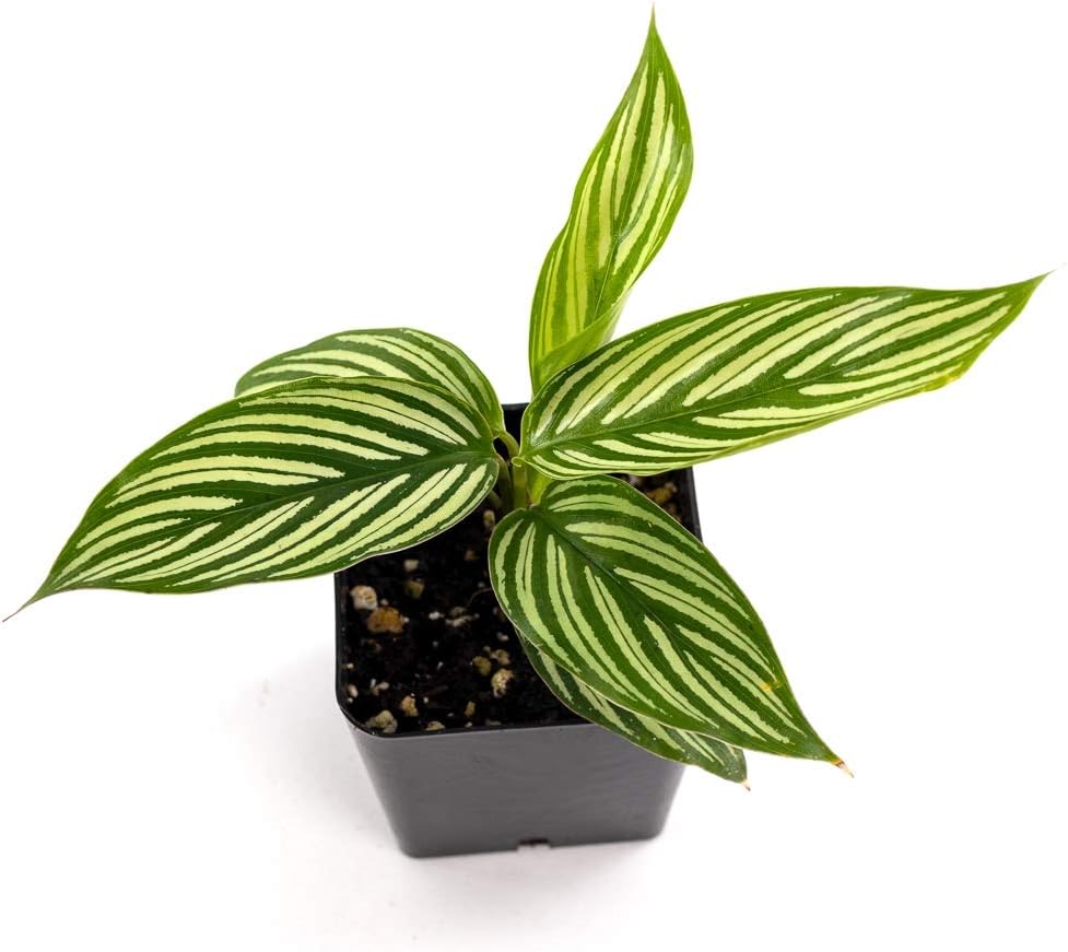 Calathea elliptica 'Vittata'