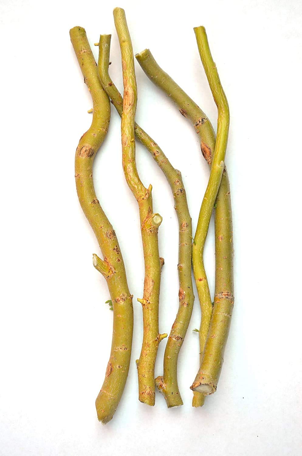 Buy Golden Curly Willow cuttings Salix matsudana Online at desertcartUAE