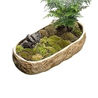 Amazon.co.jp: 金魚鉢 金魚 メダカ 鉢 メダカ鉢 睡蓮鉢 水耕植木鉢 亀