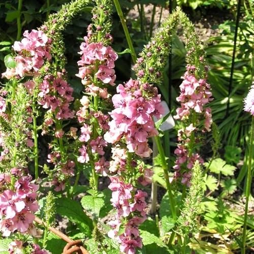 Semillas de gordolobo-maceta de,semillas de cortadas de jardín,largo período de floración para resistentes en macetas,250pcs