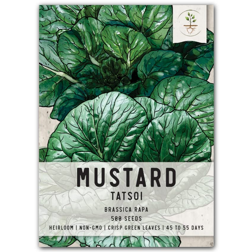 Seed NeedsMustard Seeds for Planting Tatsoi Mustard Greens - Non-GMO Heirloom & Untreated - Cool Weather Crops to Grow Outdoors in a Spring or Fall Garden (1 Pack)