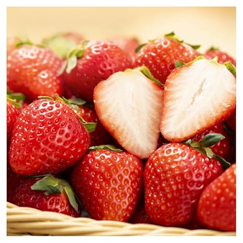 いちご 奈良県産 古都華 約540g 270g×2パック フルーツ 果物 旬