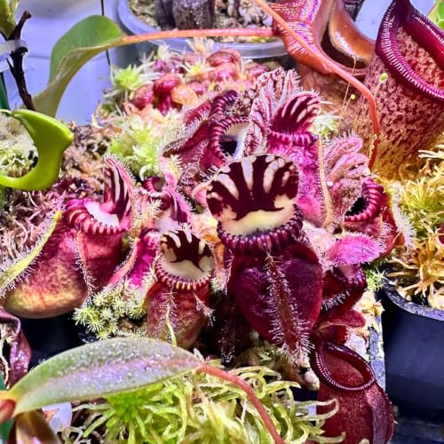 semillas de Cephalotus follicularis - de interior fáciles cuidar Carnívoro verdes en Jardín exótico en miniatura interior invernaderos 100pcs