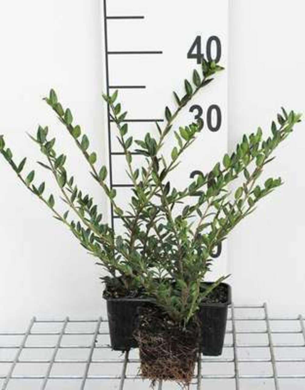 12 x Lonicera pileata - Wiciokrzew - doniczka 9x9 cm