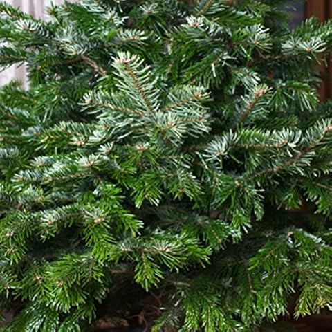 RP Seeds Abies nordmanniana (Nordman Fir) - 10 Seeds Cover