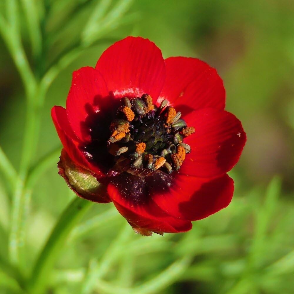 MRS Mélange de fleurs des champs (250 g pour 150 m²) - graines de fleurs annuelles et vivaces pour les abeilles et les papillons - très facile à semer