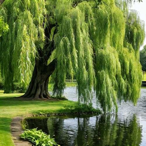 Mixrug 27+ Green Willow Seeds for Planting Weeping Willow Tree Seeds Babylon Weeping Willow Seed Fast Growing Shade Tree for Ponds & Large Landscapes Erosion Control