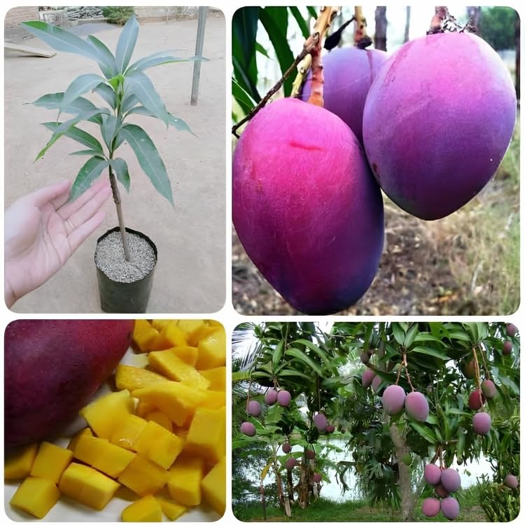 PYANABI Tommy Atkins LIVE MANGO PLANT GRAFTED Hybrid Size 2 Feet to 2.5 feet Healthy mango frout tree Fruit After 1 Year Live Plant for Home Garden (B0BSDLX3W4) Amazon Price History, Amazon Price Tracker