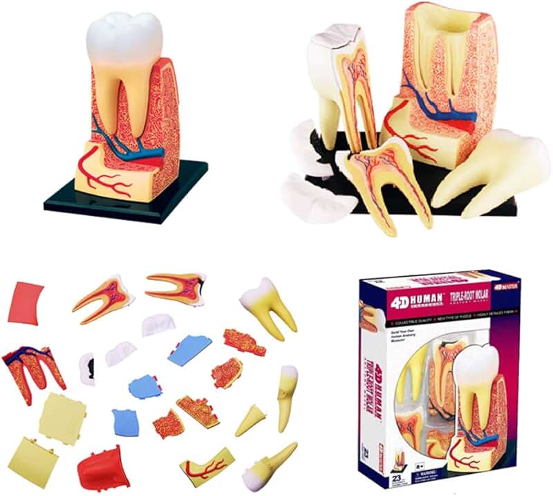 Medical Models & Educational Materials Amazon.co.uk