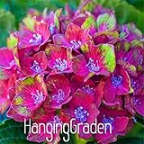 100pcs/lot Hydrangea macrophylla39;Glam Rock39; (Horwack) seeds beautiful flower bonsai plant DIY home garden,068PJG