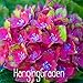 100pcs/lot Hydrangea macrophylla 'Glam Rock' (Horwack) seeds beautiful flower bonsai plant DIY home garden,068PJG