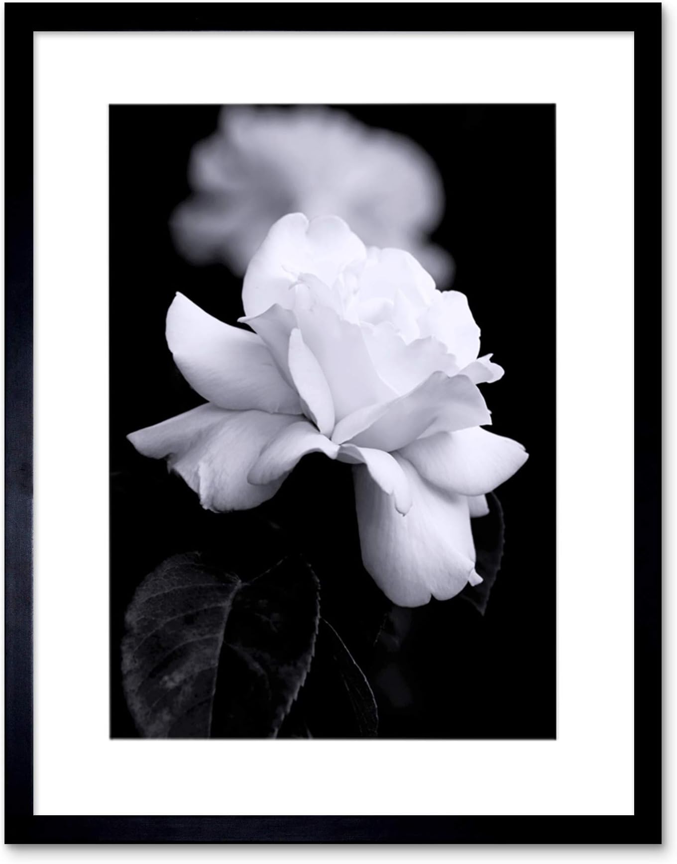 PHOTO NATURE BLACK WHITE ROSE PETAL FLOWER FRAMED PRINT F12X4204