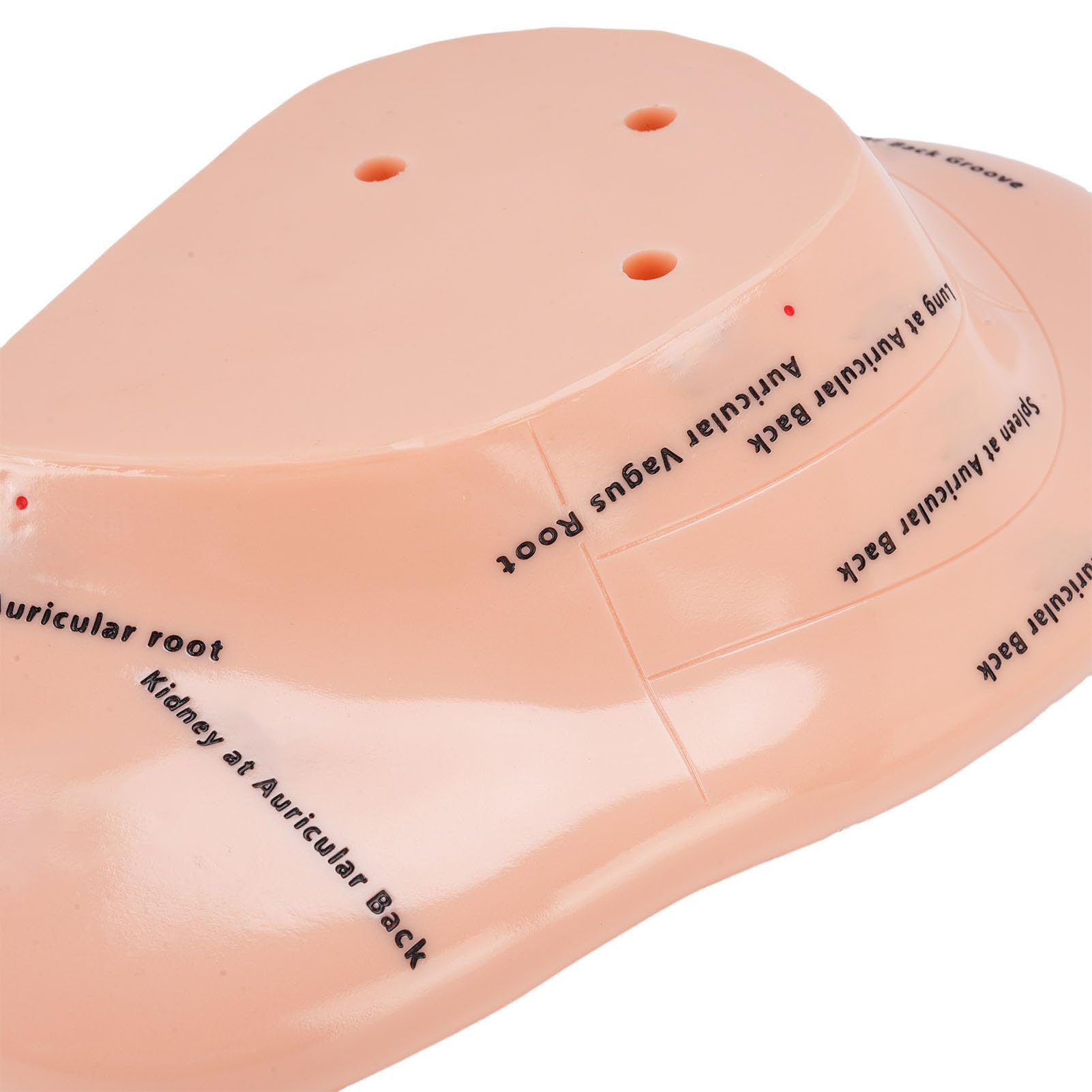 Ohr Akupunktur Modell, Anatomie Ohrpunkt Training, Lernhilfe mit sichtbaren Etiketten aus hochwertigem ABS, medizinische Ausbildung