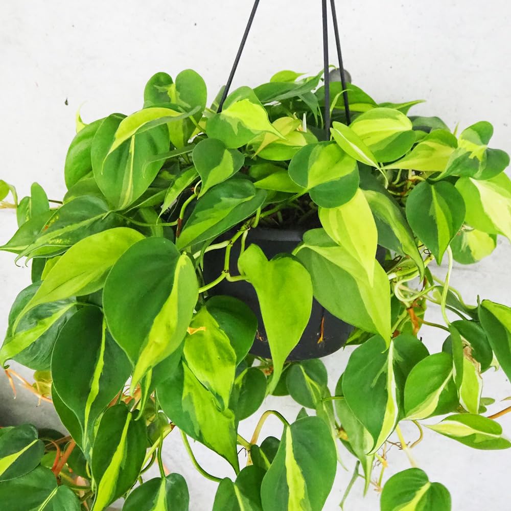 アロエハイブリッド Belfiore aloe hyb ネイビータグ株 アロエハイブリッド Belfiore aloe hyb ネイビータグ株 かっこいい