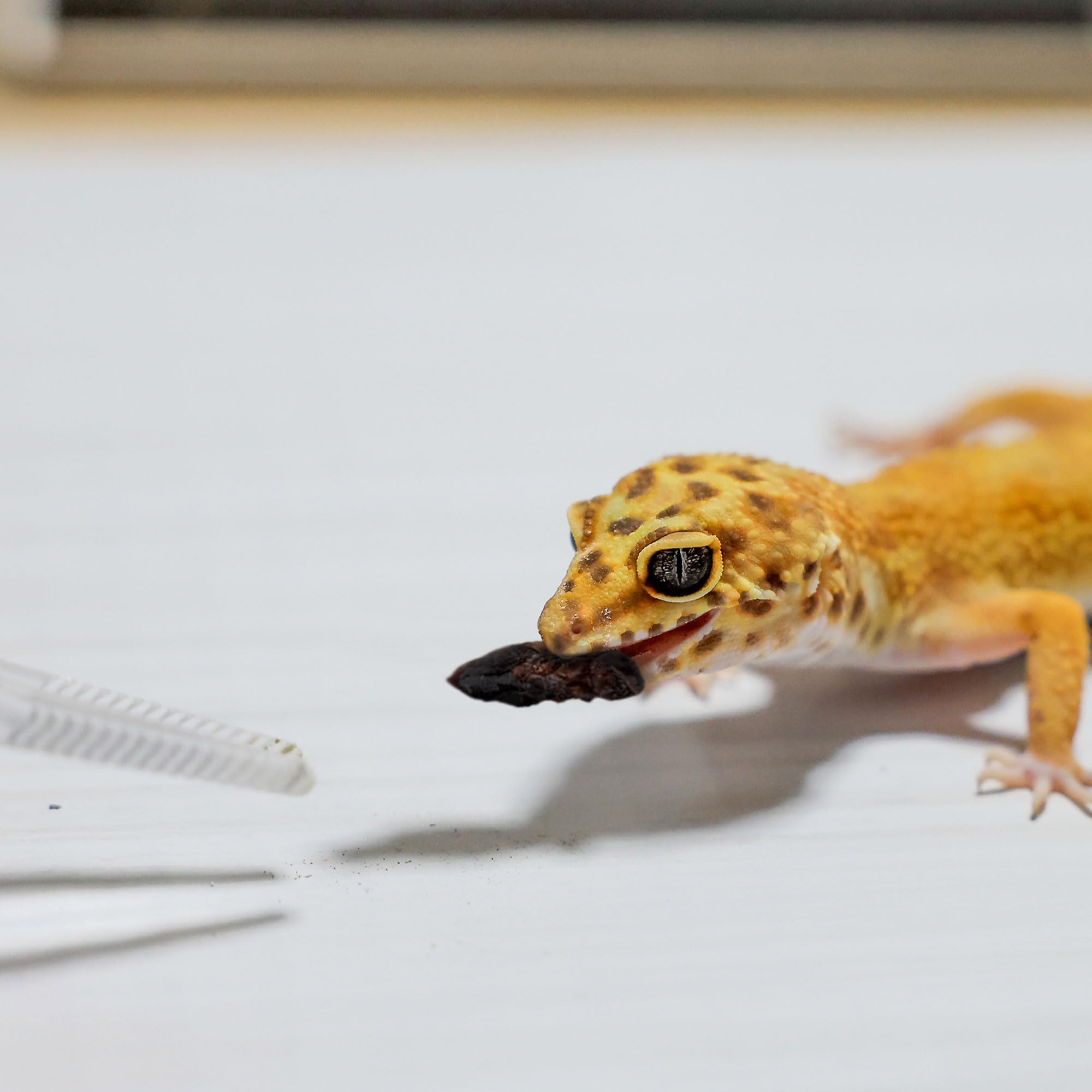 Amazon | 邑楽ファーム 乾燥フタホシコオロギ成虫 50g 約200匹 | 邑楽