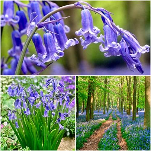 Woodland bulbs® 50 x Bluebell Bulbs Bluebells Bulbs for Planting Now UK Freshly Lifted Bulbs