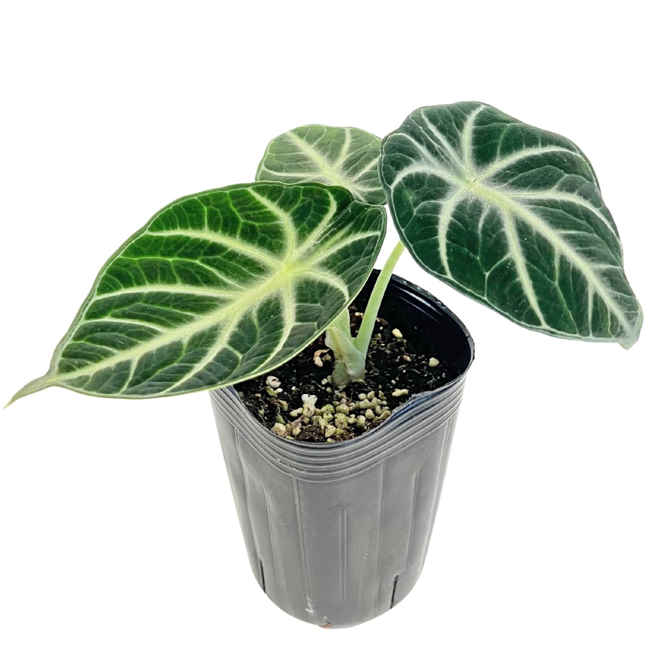 Amazon｜アロカシア ニンジャ 3号 黒ロングポット サトイモ科 小型