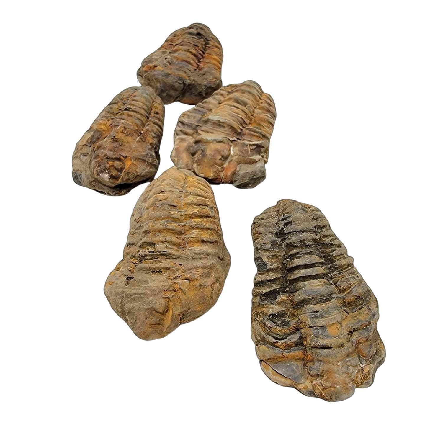 Amazon.com: 2 to 3 Inch Calymene Trilobite Fossil! 460 Million
