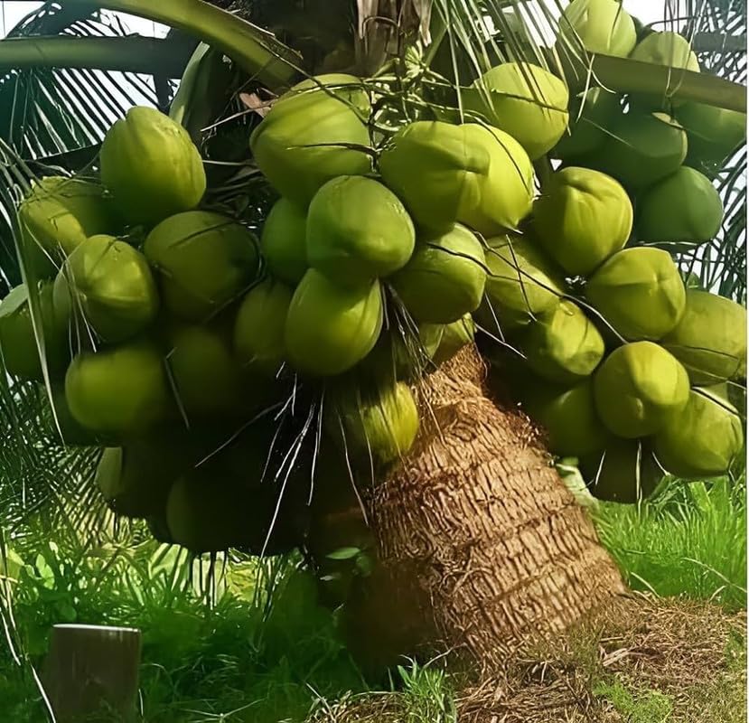 Thailand Pink Coconut - Fruit Plant & Tree | Pack of 1 for