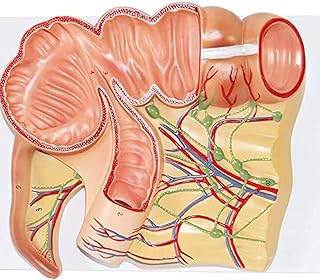 Human Organ Model, Enlarged Cecum Appendix Model, Anatomical Model, Demonstration Model of Digestive System Teaching Organ Teaching Aid