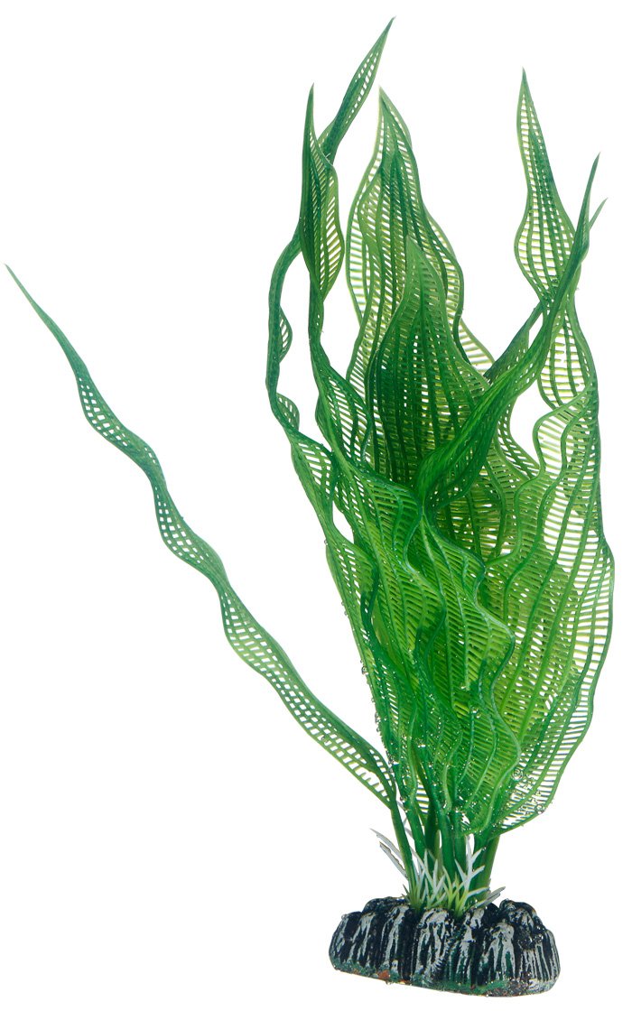 Hobby Aponogeton Plant for Aquariums 25 cm