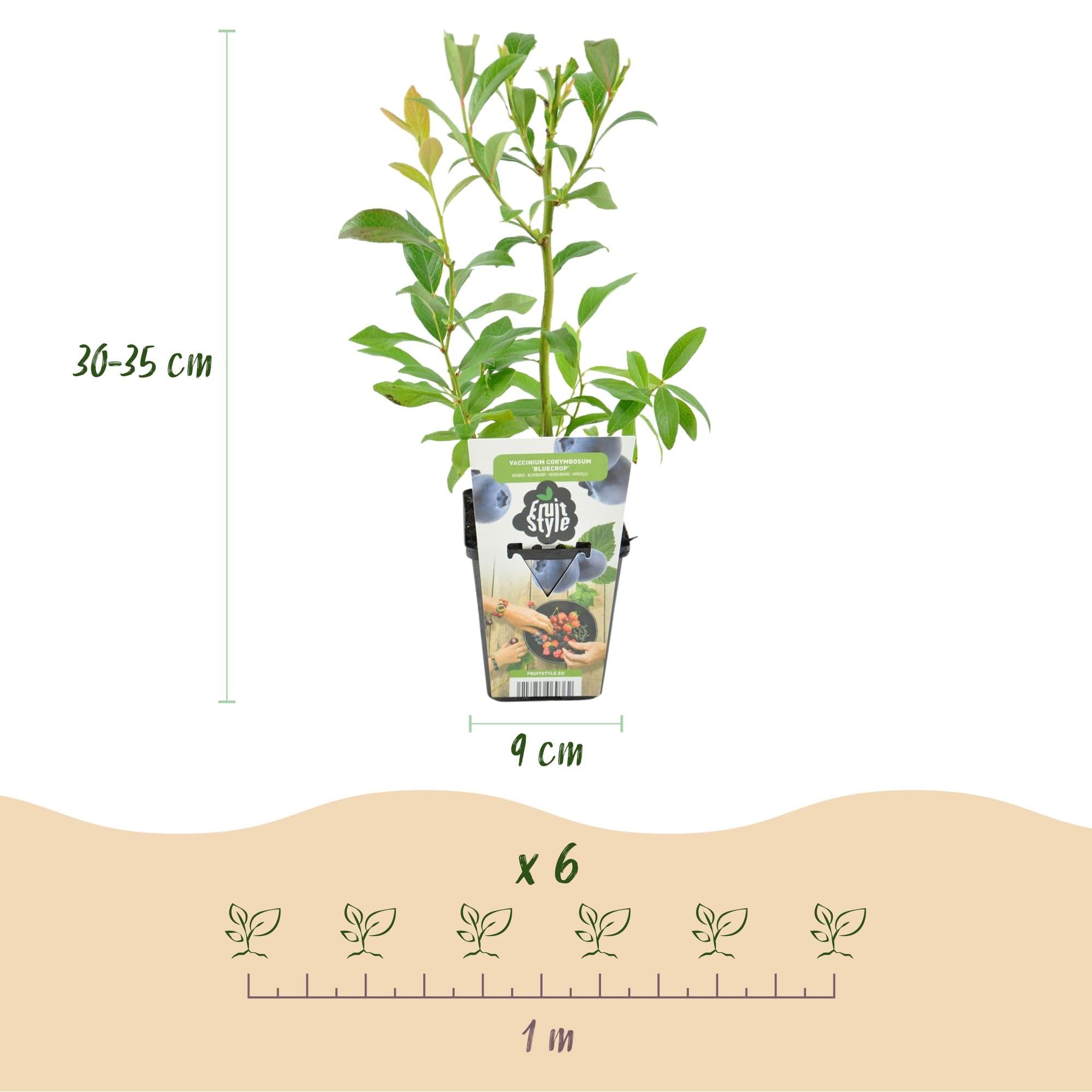 Heidelbeere Vaccinium corymbosum Bluecrop Staude 6 Pflanzen Ø9 cm H30 cm