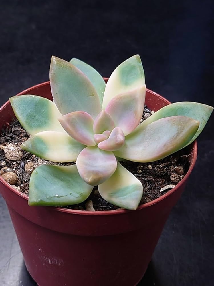 Amazon.co.jp: 多肉植物 韓国苗 桜牡丹 変異錦 : おもちゃ