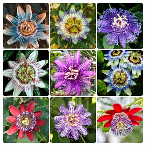 Mixed Passion Flower Seeds 50+ Passiflora Seeds Stunning Colors & Exotic Blooms Edible Fruit Attracts Butterflies & Bees Non-GMO Heirloom Perennial Vine for Trellises & Fences