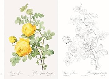 ポストカード塗り絵ルドゥーテの美しいバラ ～ボタニカルアートの