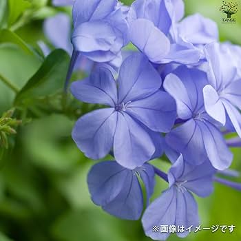 Amazon.co.jp: プルンバーゴ(ルリマツリ) 5号鉢【品種で選べる