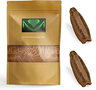 USMANTIS Carolina Praying Mantis Egg Cases with Hatching Habitat Bag (Two Egg Cases - Fresh) – Great for STEM Education, Fun Pets, and Beneficial for Gardens (50–200 Nymphs per Case)
