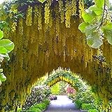 Die Lieferung dauert in der Regel 1 bis 4 Wochen nach dem Versand. Bitte überprüfen Sie die Lieferzeit vor dem Kauf.