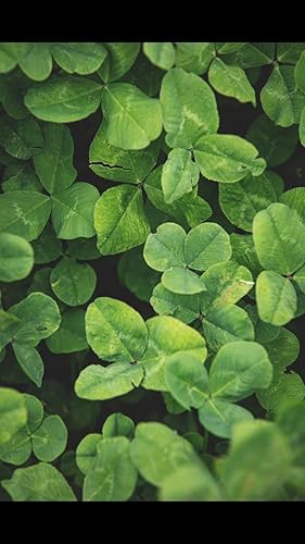 Miniatura 4 de Boonetown Seed Easy Sow Easy Grow No Arado Parcela de alimentos perennes y semillas de césped, mezcla perfecta de trébol blanco holandés, trébol