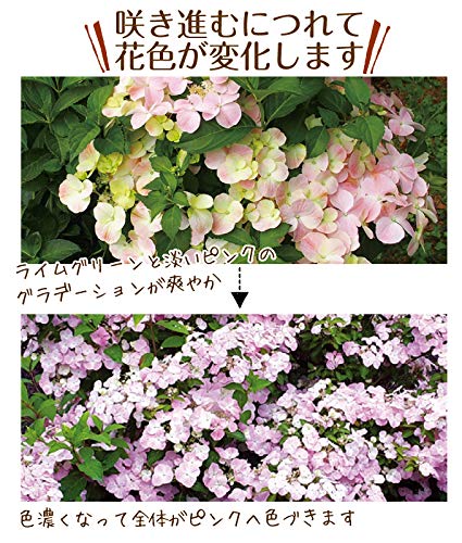 Amazon.co.jp: 花木苗 アジサイ フレンチボレロPVP 1株 / 国華園 26