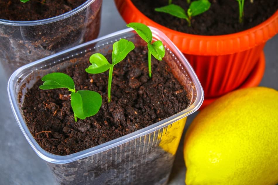 Image of Organic Lemon Seeds (Nimbu Beej) - Pack of 50 Non-Hybrid Seeds, Perfect for Pots, Urban Farming, and Home Gardening, Ideal for Growing Fresh in Various Growing Environments