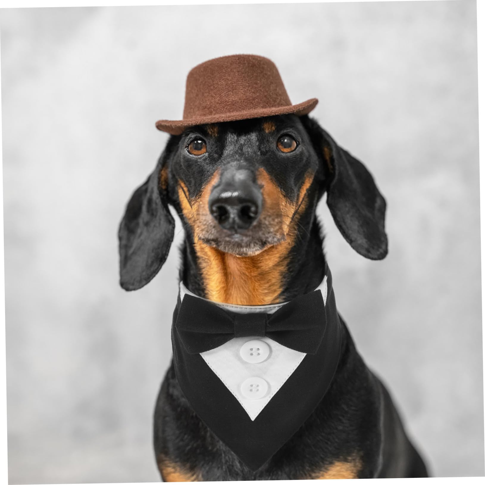 VICASKY 5 Pièces Bandana Formel pour Chien Noir XS Foulard Décoratif de Mariage et Costume Anglais pour Chiots Accessoire Pratique et Élégant pour et Photos