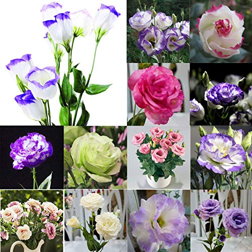 seedsown - Graines 'Double Roses' hellébore