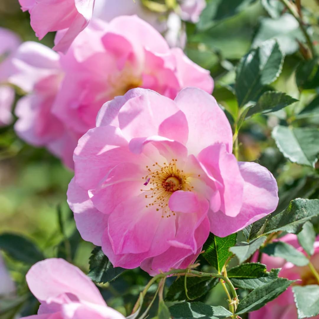 M-Tech Gardens Rare Hybrid Rose Flowering Plant (Pink Blush, Bud Grafted) Exotic 1 Live Flowering Plant (B078TLRKFW) Amazon Price History, Amazon Price Tracker