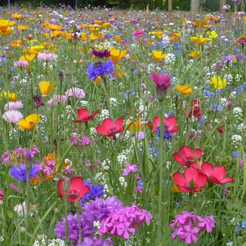 Blumenwiese mit 65 Wildkräuterarten, fünfjährige Bienenweide...