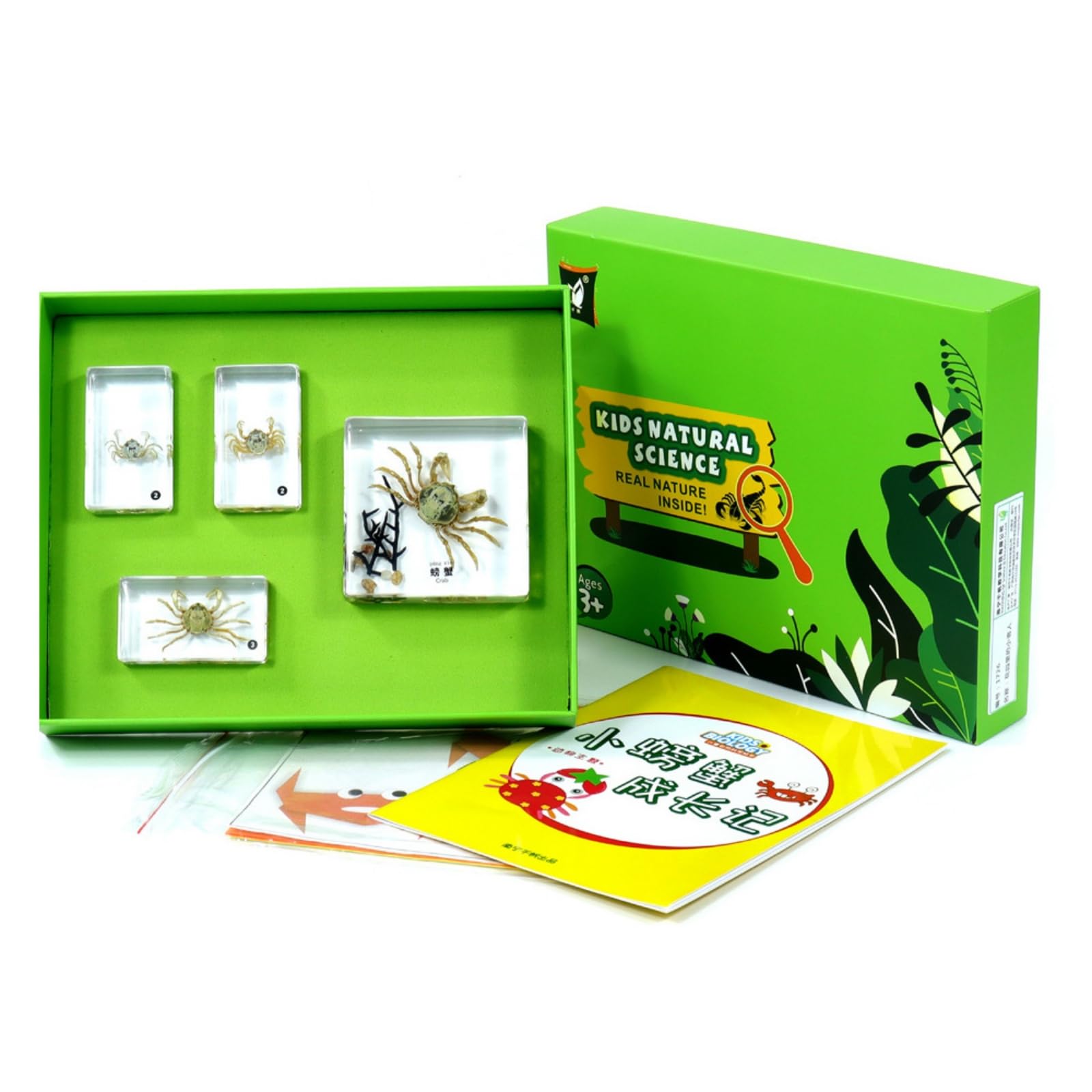 harayaa Especimen Educativo Infantil Kit Científico Set Colección Resina con Fichas Aprendizaje y Hojas Caja con Bandeja Verde, Historia De Crecimiento Del Pequeño Cangrejo