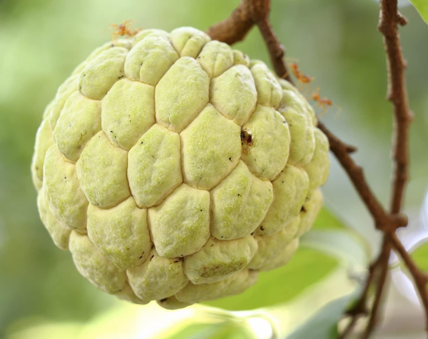 See full amazon price history chart for Online plant bazar GOLDEN CUSTARD APPLE/SITAPHOL GRAFTED PLANT Online plant bazar GOLDEN CUSTARD APPLE/SITAPHOL GRAFTED PLANT (B0BJ94Z6ZR) Amazon Price History, Amazon Price Tracker