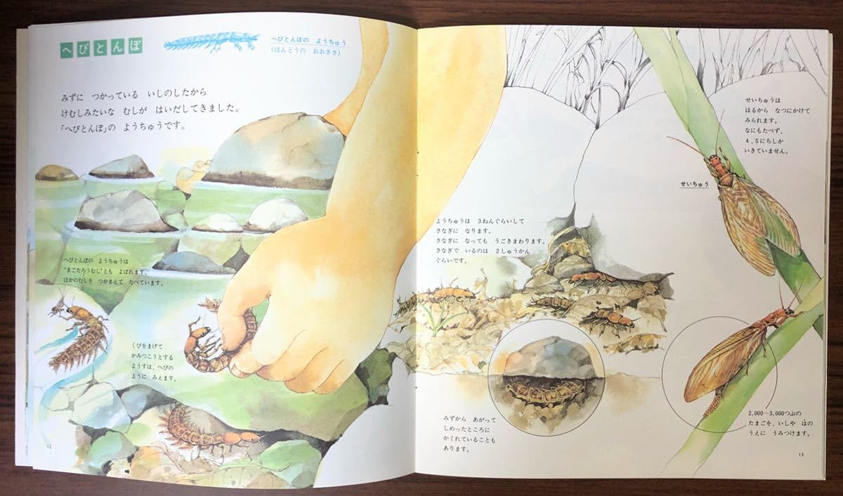 Amazon.co.jp: 当時物「海の中のぞいた」かがくのとも 1989年 折り込み