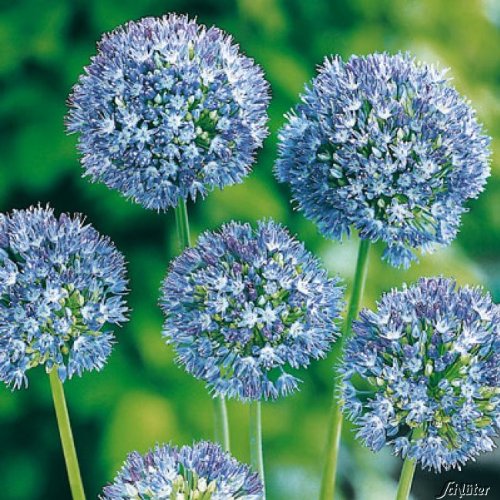 Allium Blue Heaven - 15 Zwiebeln Zierlauch/Kugellauch - Blumenzwiebeln zum Pflanzen und Verwildern, Blüten in Blau, mehrjährig, winterhart von Garten Schlüter