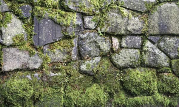 BIGGIESWindow Well Scene-Moss 100" X 60"