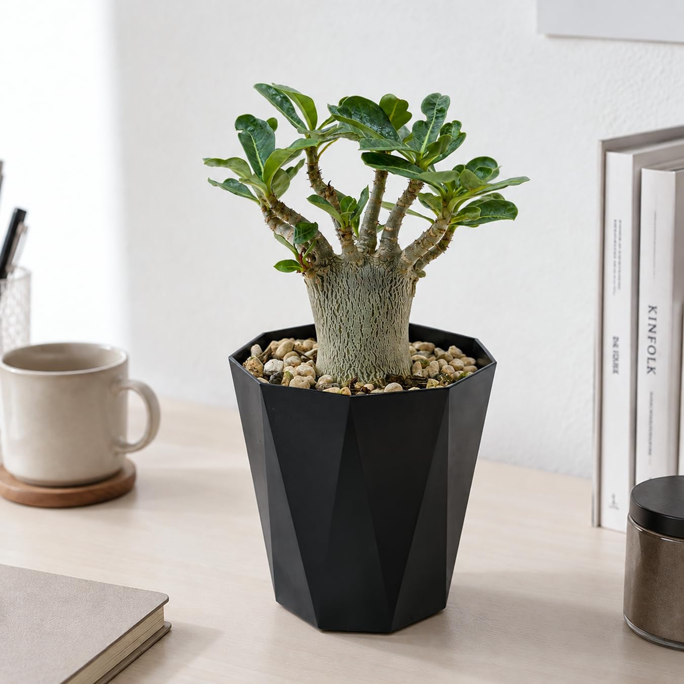 Amazon｜アデニウム アラビカム 4号 砂漠のバラ 塊根植物 コーデックス