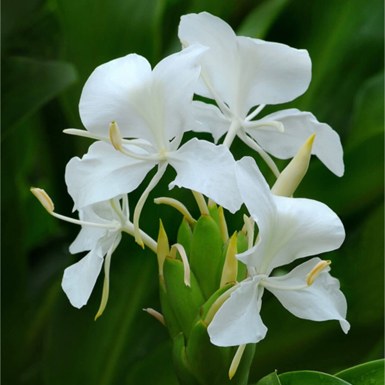 Amazon.co.jp: ジンジャーリリー ホワイト 芽出し球根 2個 甘い香り