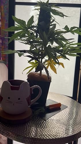 Amazon｜DecoBudz リアルな人工大麻装飾 – 人工雑草植物 15インチ